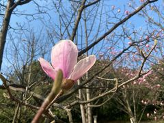 -铁山坪森林公园