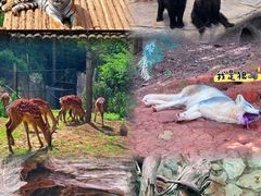 -云南野生动物园