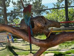 -西霞口神雕山野生动物世界