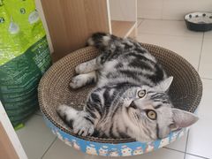 -纳吉亚猫专科动物医院·北北分院