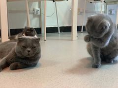 -我爱猫咪·猫咖·狗咖·安哥拉兔·羊驼咖(小寨华旗店)