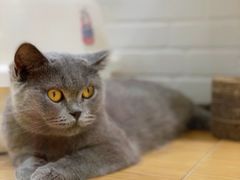 -momokira米努特·德文卷毛猫·棉花面纱犬