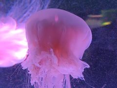 -上海海昌海洋公园