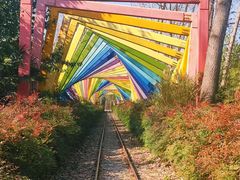 -合肥滨湖国家森林公园