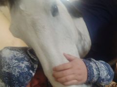 -松声马术俱乐部