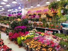 -双季花艺园艺市场(浦东店)