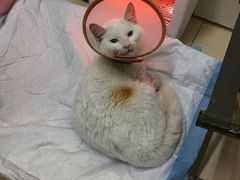 -爱侣宠医·鹦鹉专科·小型哺乳类·异宠专科(灵石路店)