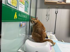 -半岛宠物医院24小时(科华中路店)
