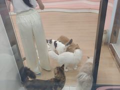 -1013 PET SHOP 宠物商店(近铁城市广场店)