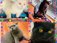 -猫小院猫主题咖啡厅(北锣店)