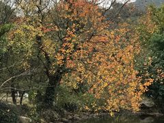 -白马涧龙池景区