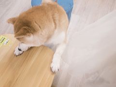 -柴迷FANS CLUB·柴犬狗咖·猫咖