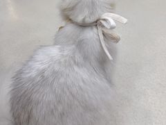 -共舞时光猫咖·狗咖(新街口店)