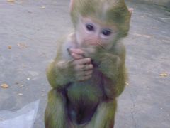 景点-西安秦岭野生动物园