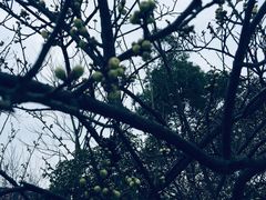 -香雪海