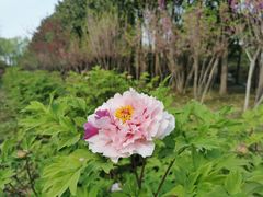 -洛阳市隋唐城遗址植物园