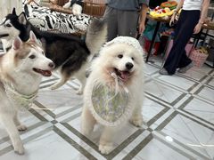 -星多哈·狗咖·拼豆·咖啡