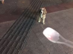 -红宝石·鲜奶小方·海派西点房(丰庄店)