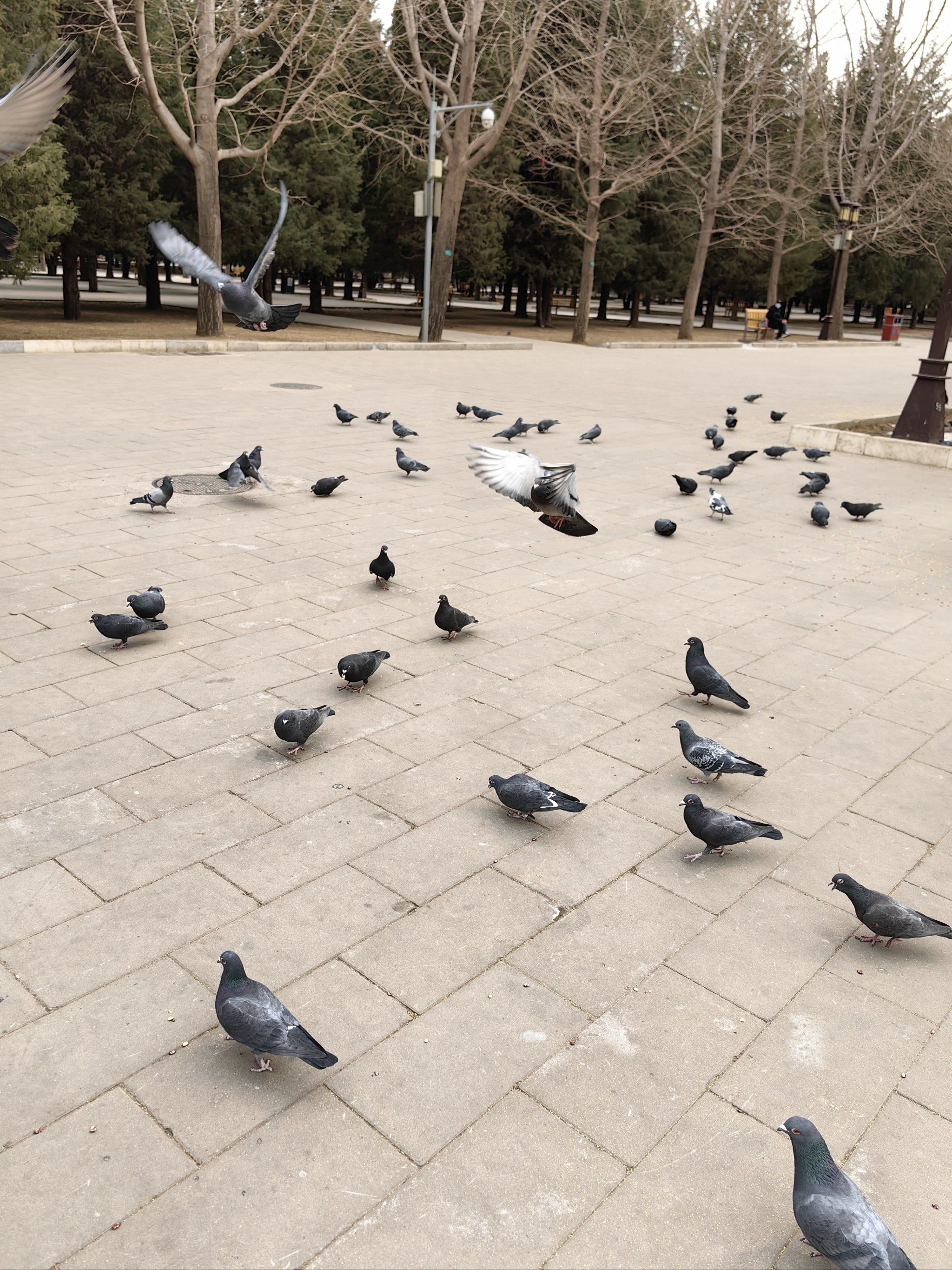 地坛公园喂鸽子