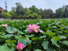 -莲池书院博物馆