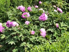 -洛阳市隋唐城遗址植物园