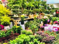 -双季花艺园艺市场(浦东店)