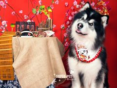 -超宠爱宠物摄影-Super pet