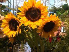 -植物学家的女儿(北马道巷店)