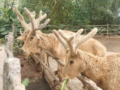 -海南热带野生动植物园