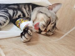 -北京观赏动物医院·24小时大型综合·猫专科·异宠专科