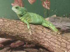 -上海大自然野生昆虫馆(东方明珠·爬宠昆虫探索中心)