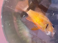 -小猫钓鱼海钓俱乐部(椰梦长廊店)