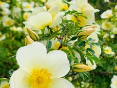 景点-北京西山国家森林公园