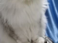 -美联众合动物医院·24h京西诊疗中心