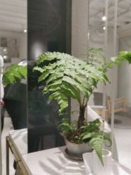 -菲·木田moontin造型salon