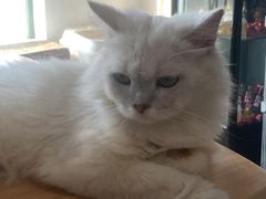 -泰国佛·塔罗·泰牌狐仙古曼