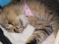 -纳吉亚猫专科动物诊疗中心(蒋宅口分院)