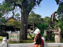 -司徒庙