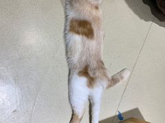 -藏猫猫咖啡主题馆(中央大道店)