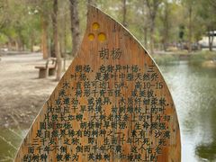 -金塔沙漠胡杨林景区