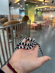 -Moni星球萌宠·小马宝莉·灵蛇·高端高阶全萌宠互动体验俱乐部(红豆国际广场店)