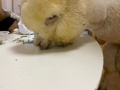 -猫色咖啡·猫咖