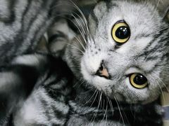 -瑞派天宁宠物医院·猫科·异宠中心