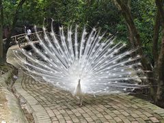 -泉州海丝野生动物世界