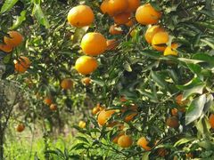 -樱桃山旅游景区