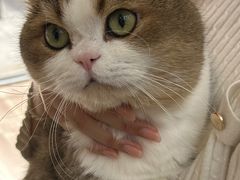 -青奢宠物·青奢猫舍