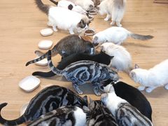 -有喵·猫咖·狗咖·30几只猫10只小狗(岗厦店)
