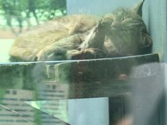 -青藏高原野生动物园