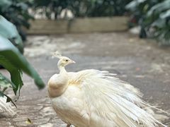 -广州长隆野生动物世界