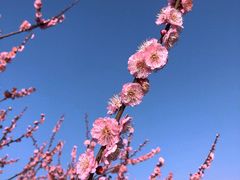 -上海辰山植物园
